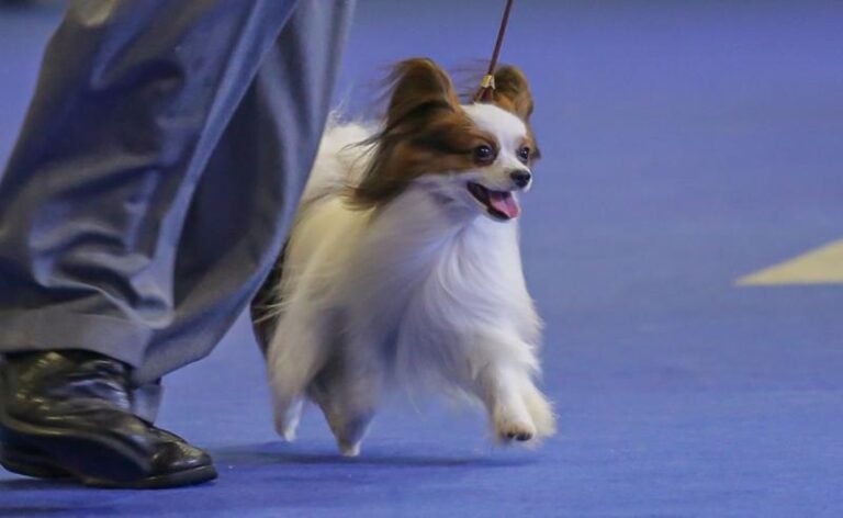 Exposição de Aniversário da CBKC 2025 leva o melhor da criação de cães para São Bento do Sul, Santa Catarina