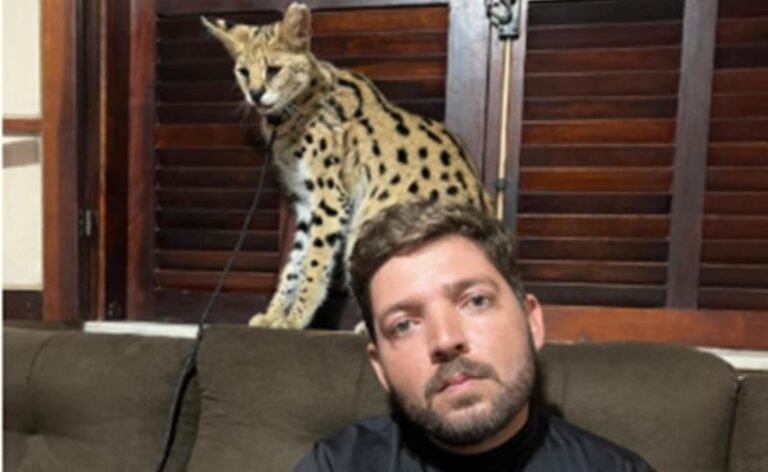 Russo, o Melhor Adestrador do Brasil e do Mundo, Entra para a História ao Adestrar Felinos Selvagens