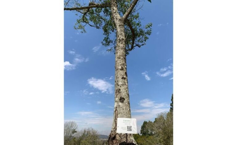 No Dia da Árvore, Hotel Villa Rossa destaca projeto Villa Verde e doação de mudas da Mata Atlântica para hóspedes