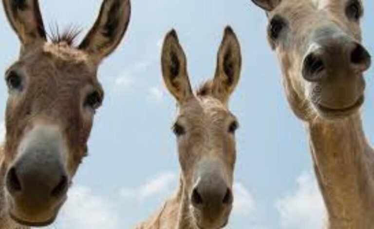 Salvador debate direito dos animais, e fim do abate de jumentos entra na pauta em semana comemorativa