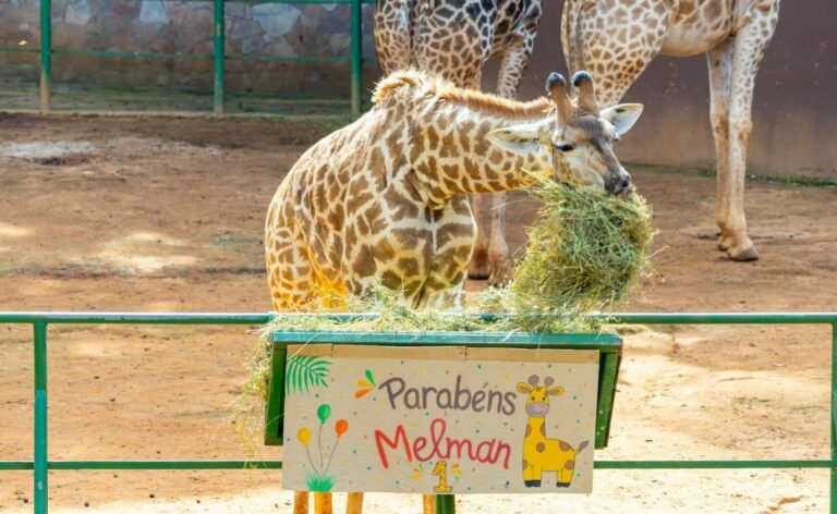 Fofura! Zoo São Paulo comemora primeiro aniversário de Melman com festa especial para visitantes