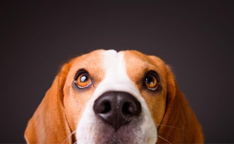 Cannabis medicinal também pode fazer parte dos cuidados com animais