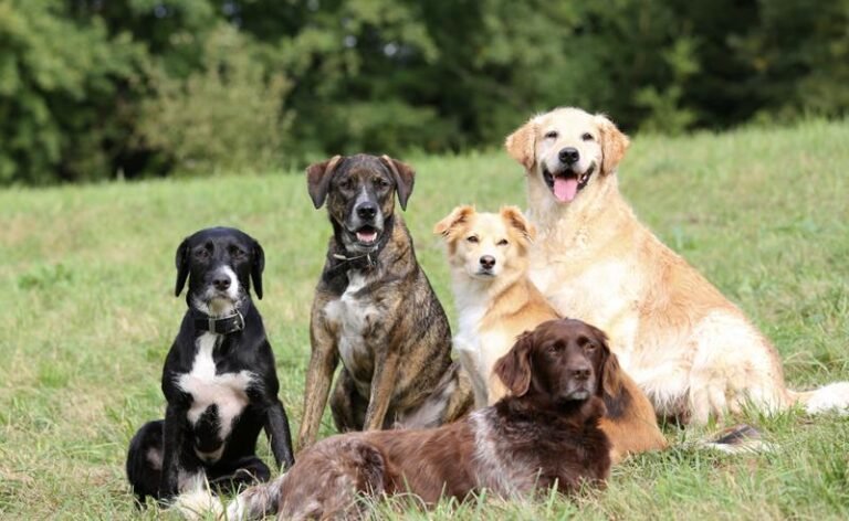 Dia Mundial do Cão: medicina preventiva faz cães viverem mais e reforça importância dos cuidados ao longo da vida