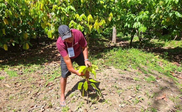Cultivo de cacau une geração de renda e diversidade da floresta no Rio Madeira